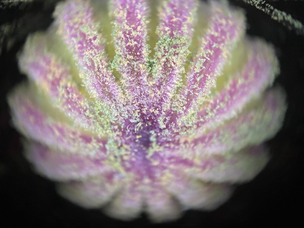 양귀비(Papaver) 암술머리, 디지털현미경 1000배 — 방사형으로 펼쳐진 암술머리 표면에 꽃가루 수용 준비가 되어 있다.