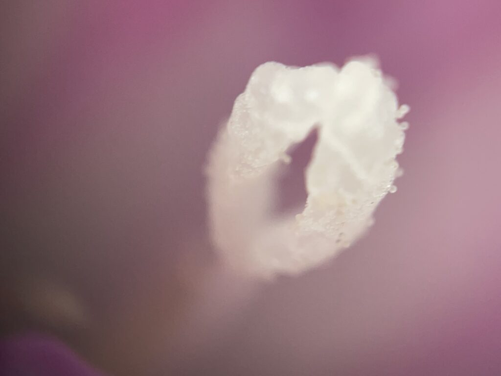 나팔꽃(Ipomoea nil) 암술머리, 디지털현미경 1000배 — 끈적한 표면에 꽃가루가 부착되기 직전의 상태.