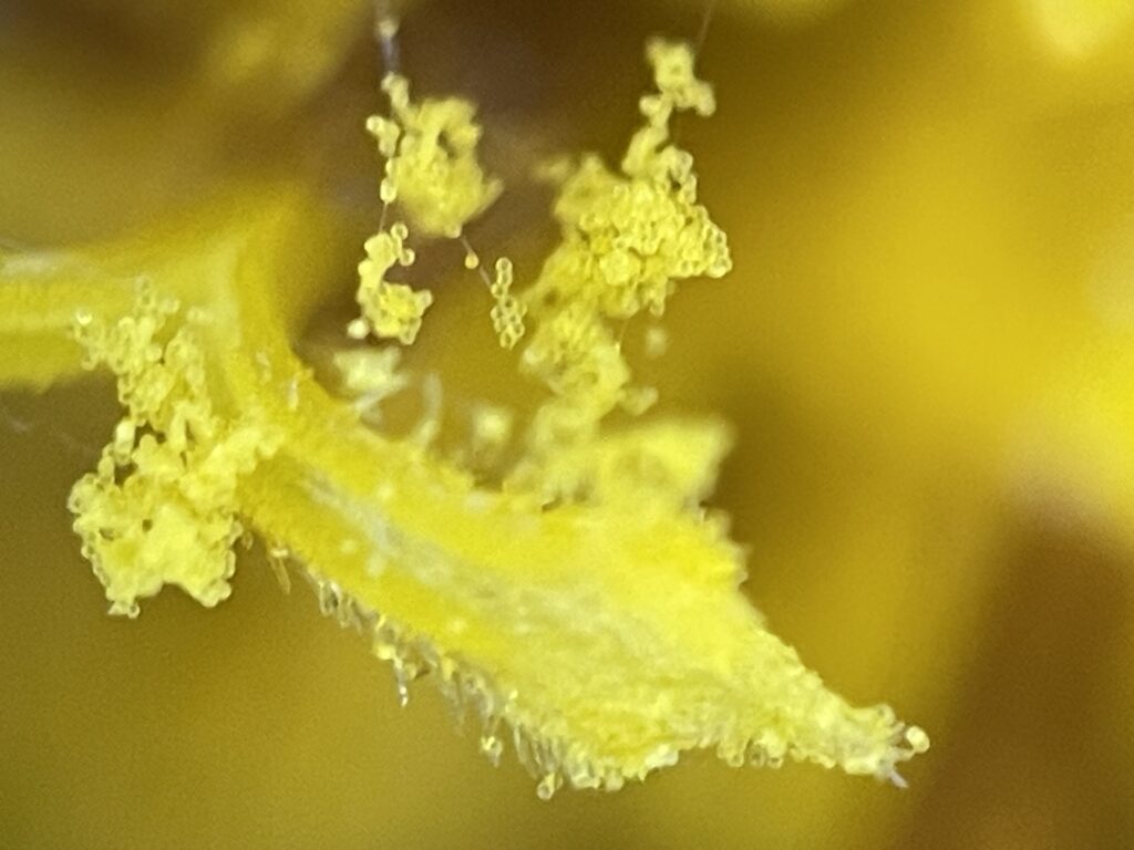 금계국(Coreopsis) 수술과 꽃가루, 디지털현미경 1000배 — 꽃밥이 터지며 꽃가루가 방출되는 순간.