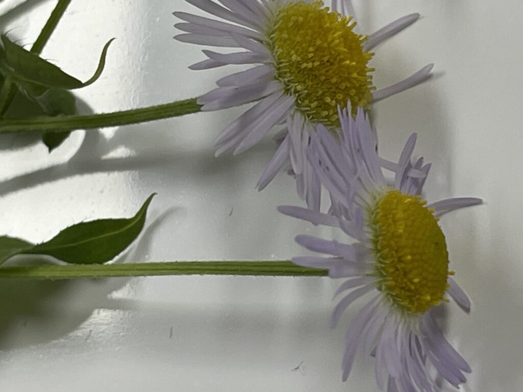 하얀 설상화와 노란 중심부가 보이는 전체 개망초