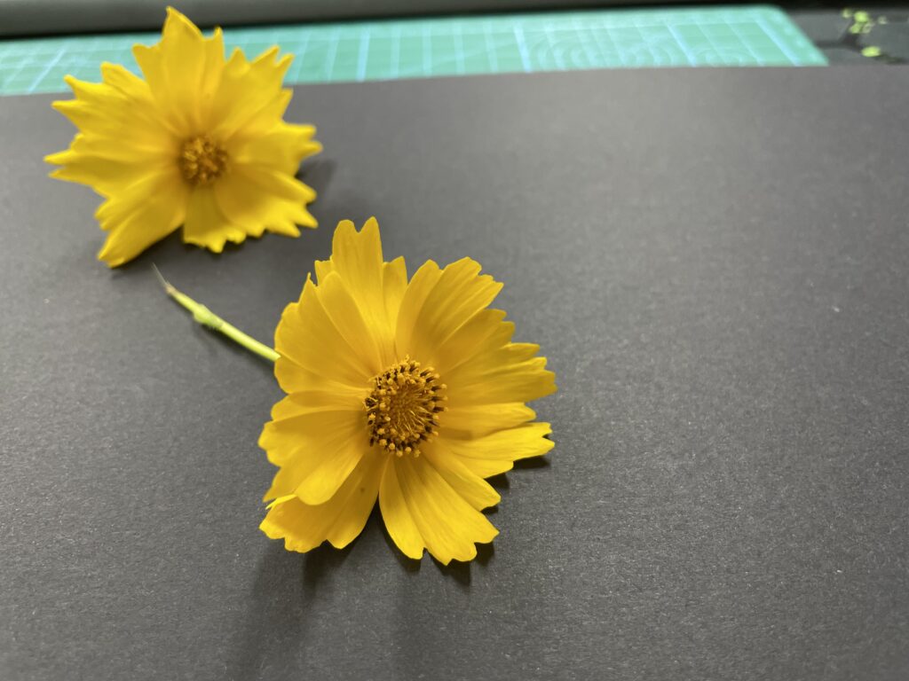 금계국 두 송이 전체 모습
