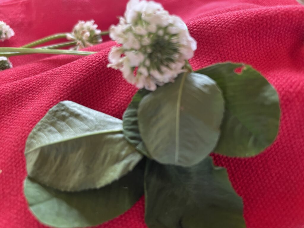 토끼풀(Trifolium repens)의 세갈래잎(초록)과 둥근 흰 꽃뭉치(흰색)를 붉은 천 위에 놓고 촬영한 전체 모습