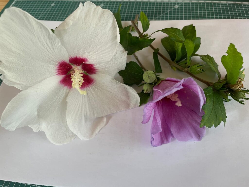 흰 꽃과 자주색 꽃, 잎과 꽃봉오리가 함께 놓인 무궁화 표본