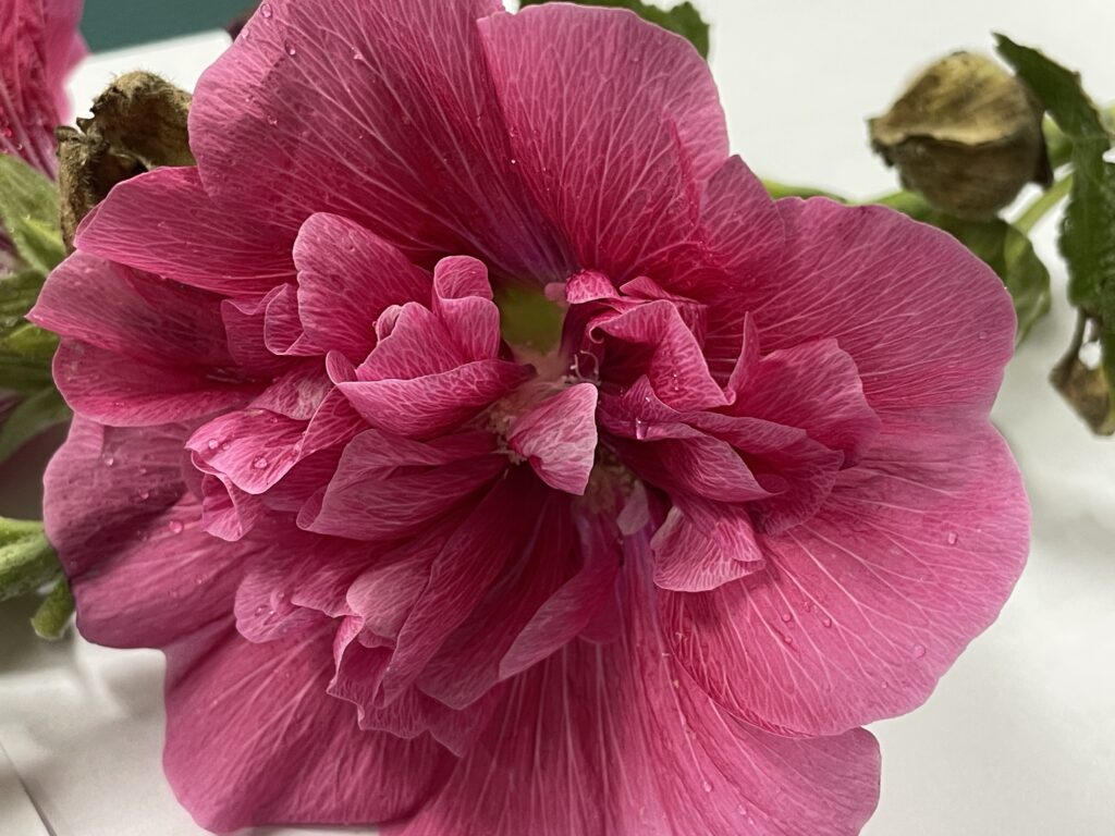 중앙부에 수술이 꽃잎으로 전환된 판상화 구조