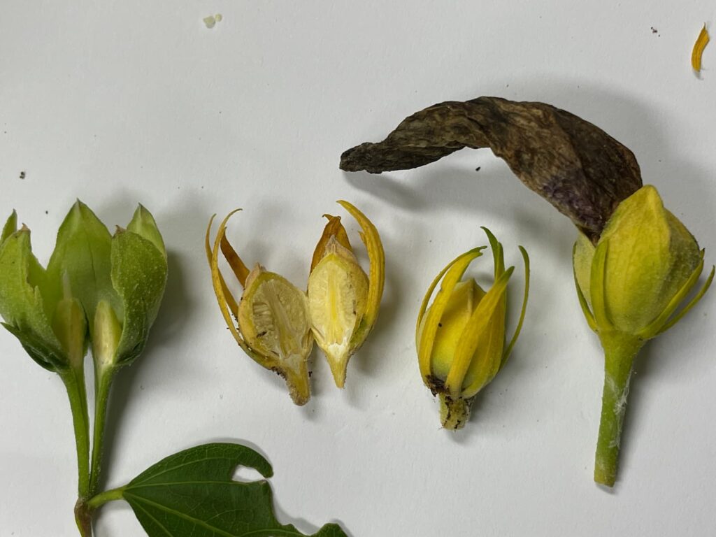 무궁화의 발달 단계별 표본. 초록 봉오리, 갈라놓은 씨방, 마른 부꽃받침, 그리고 오므라든 꽃부리가 아직 붙어 있는 개체